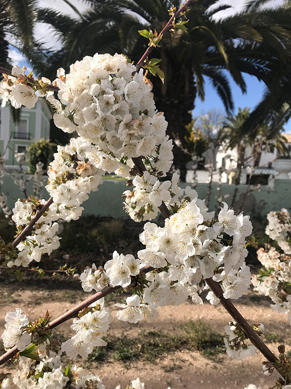 Flor de cerezo